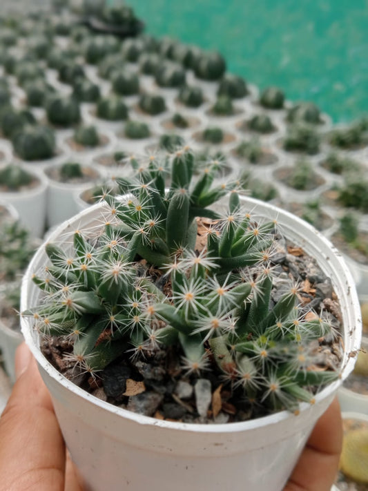 Trichodiadema Densum (Bare Rooted)