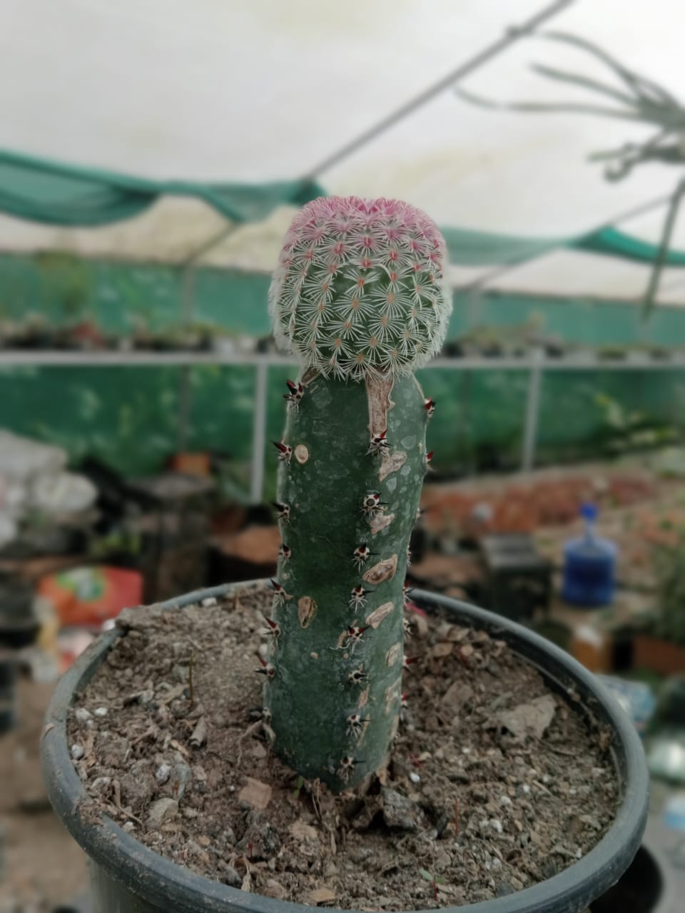 Grafting Moon Cactus (Bare Rooted)