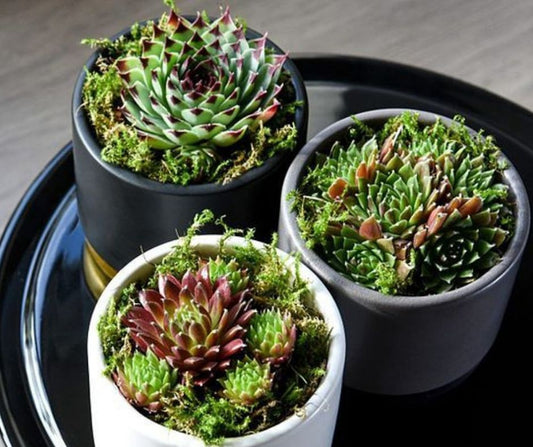 Sempervivum Combo (Set of 3)  (Bare Rooted)