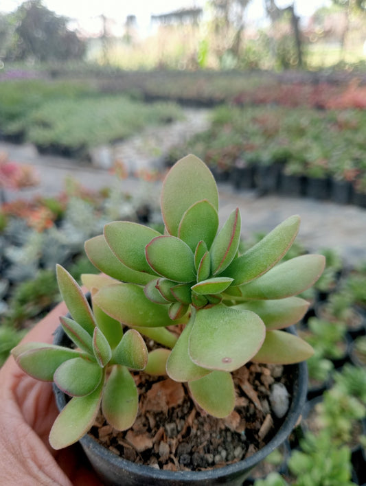 Crassula Astonishing (Bare Rooted)