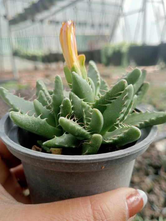 Tiger Cup Aloe (With Soil, Plant & Pot)