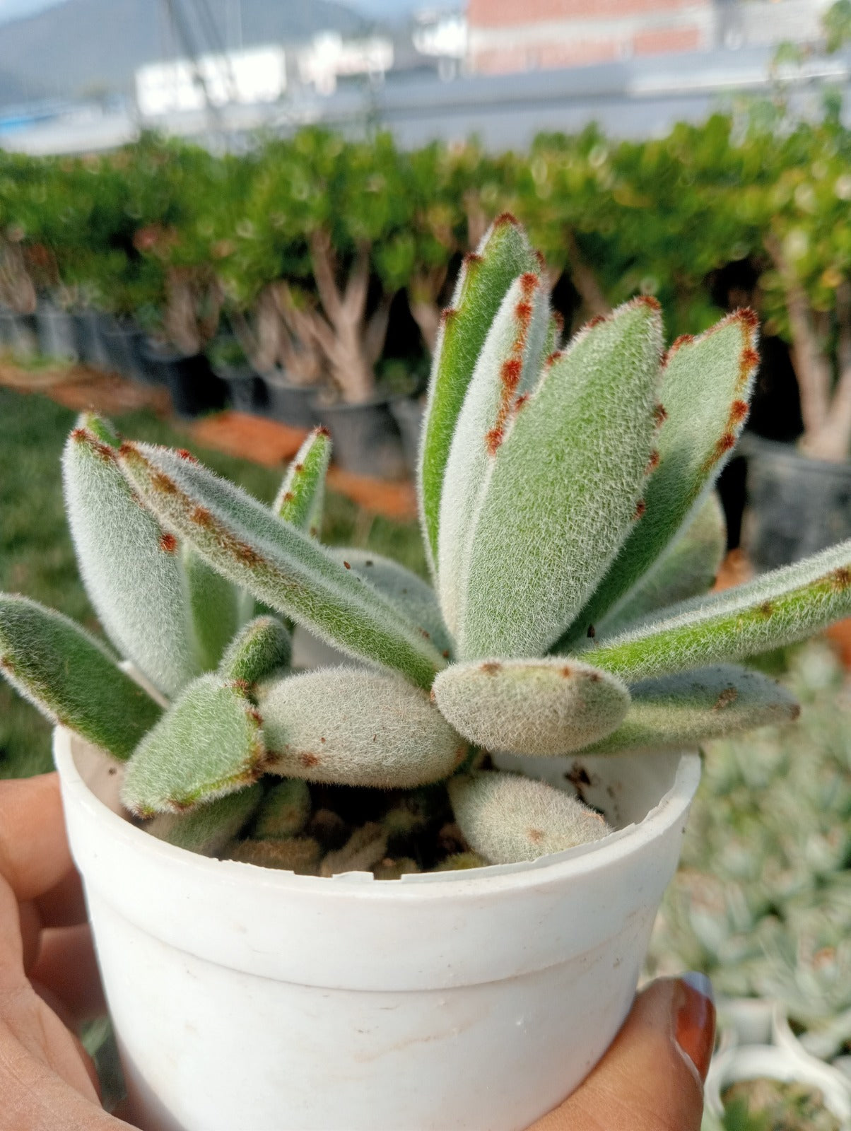 Kalanchoe Tomentosa (With Soil, Plant & Pot)