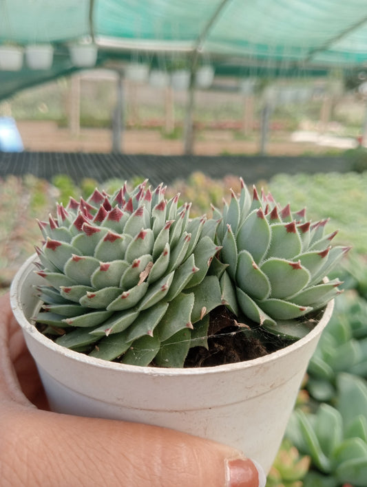 Sempervivum Tectorum (With Soil, Plant & Pot)