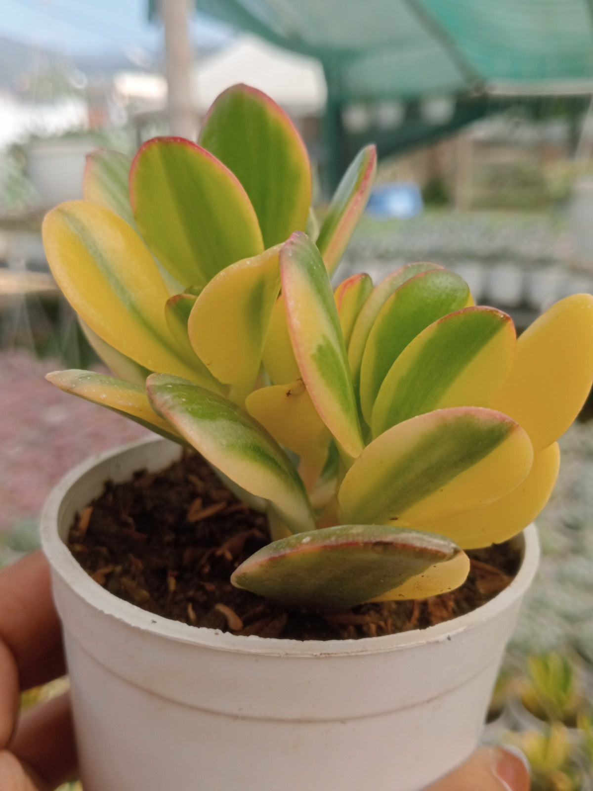 Variegated Jade Plant (Bare Rooted)