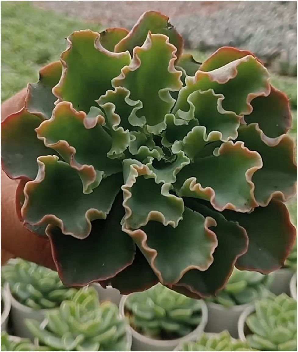 Echeveria Neon Brakers (Bare Rooted)