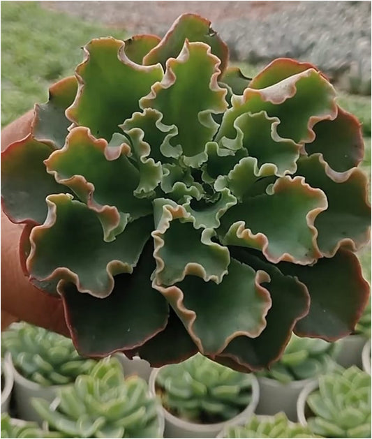 Echeveria Neon Brakers (Bare Rooted)