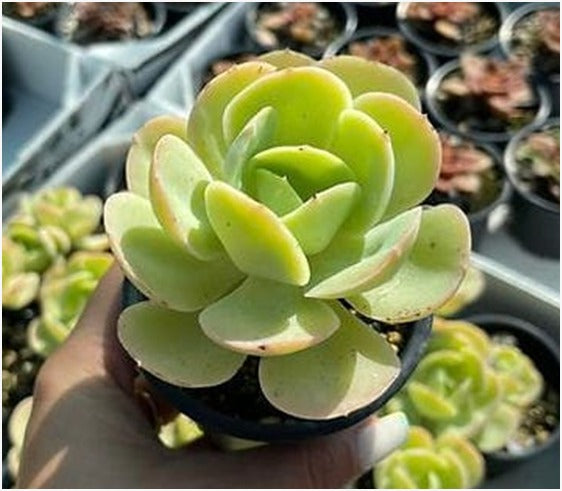 Echeveria Pallida (With Soil, Plant & Pot)