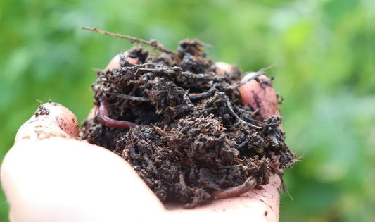 Pure Cow Dung (100 gms)