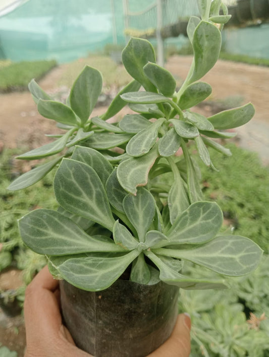 Senecio Obovatus (With Soil, Plant & Pot)