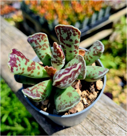 Adromischus Cooperi (With Soil, Plant & Pot)