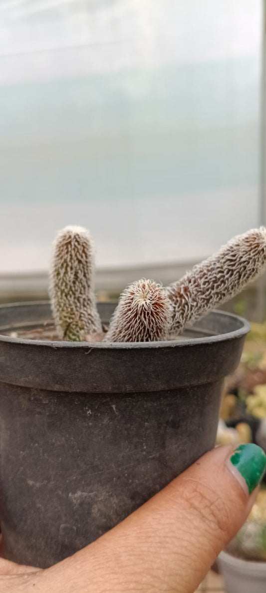 Pyrosus (Bare Rooted)