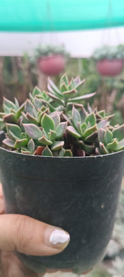 Graptopetalum paraguayense (With Soil, Plant & Pot)