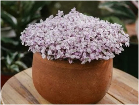 Purple Callisia Repens Turle (Bare Rooted)