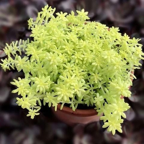 Sedum Angelina (Bare Rooted)