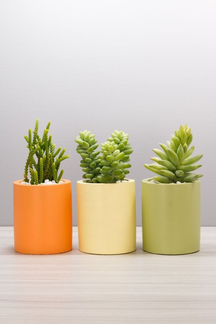 Combo  (Bare Rooted) AA