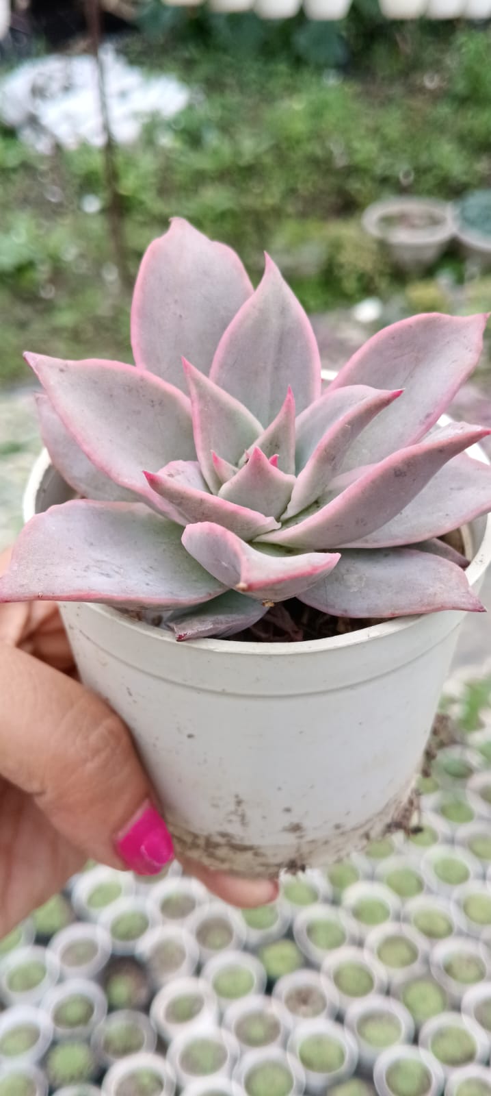 Echeveria Madiba Pink (With Soil, Plant & Pot)