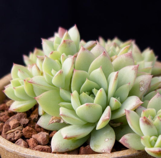 Echeveria Tippy Vagiegada  (With Soil, Plant & Pot)