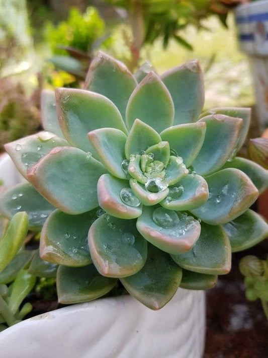 Echeveria Brown  (With Soil, Plant & Pot)