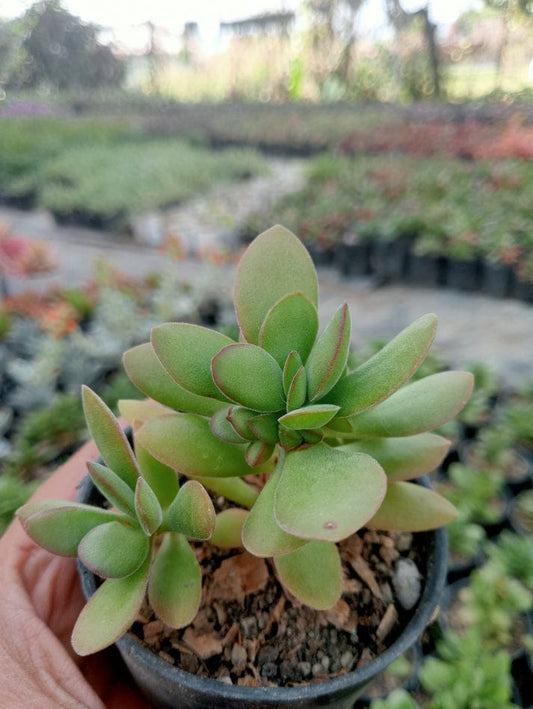 Crassula Astonishing (With Soil, Plant & Pot)