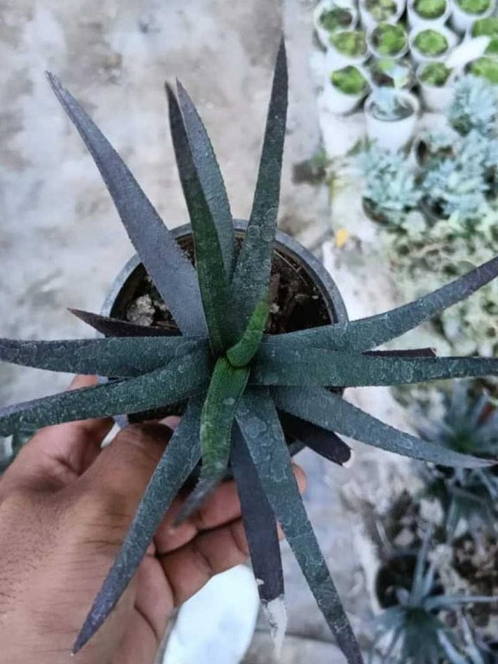 BLACK ALOE (With Soil, Plant & Pot)