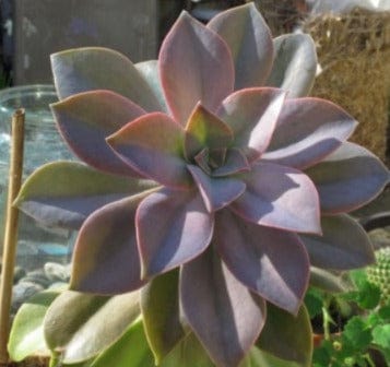 Graptoveria fred ives (With Soil, Plant & Pot)