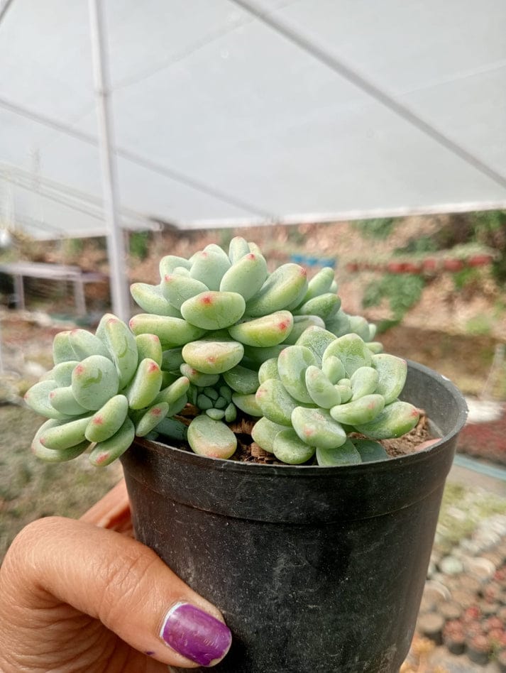 Grapto Sedum  (With Soil, Plant & Pot)