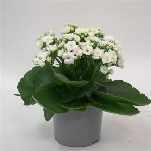 Kalanchoe White (With Soil, Plant & Pot)