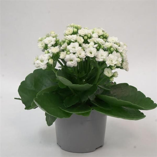 Kalanchoe White (With Soil, Plant & Pot)