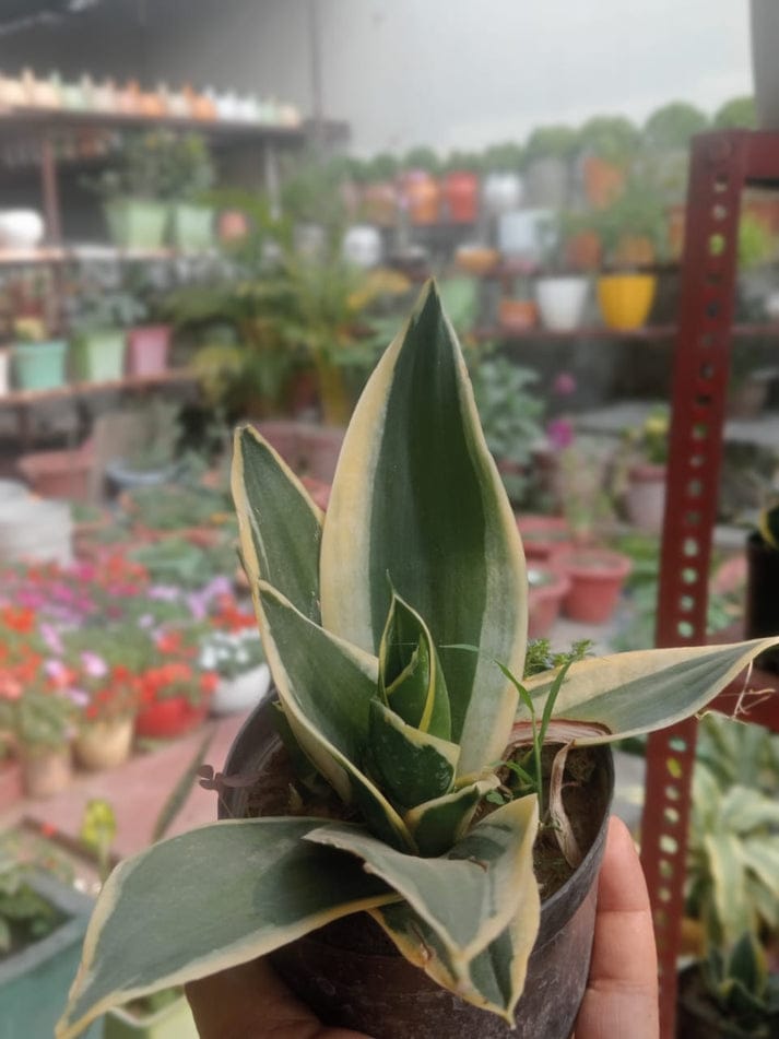 Sansveria Dwarf  (With Soil, Plant & Pot)