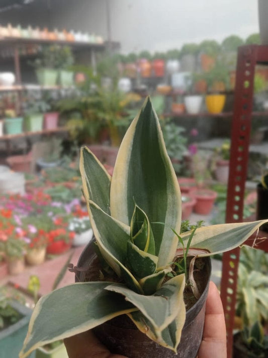 Sansveria Dwarf  (With Soil, Plant & Pot)