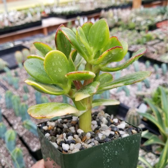 Crassula Yellow (With Soil, Plant & Pot)