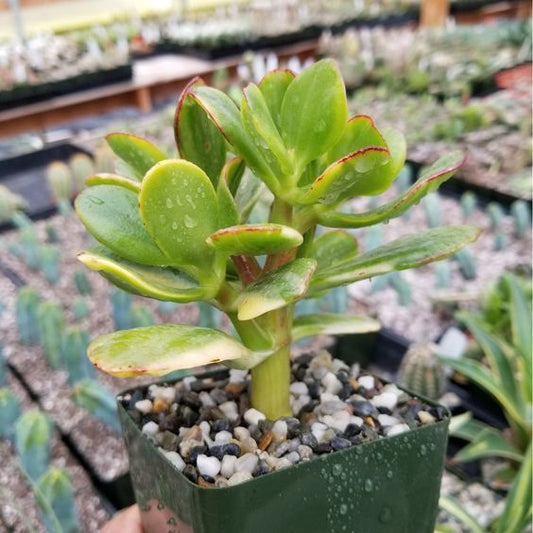 Crassula Yellow (With Soil, Plant & Pot)