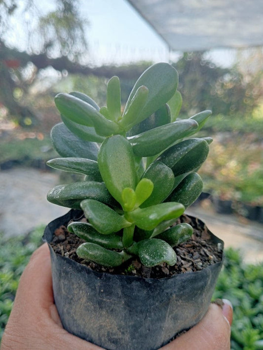 Crassula Ovata Round (With Soil, Plant & Pot)