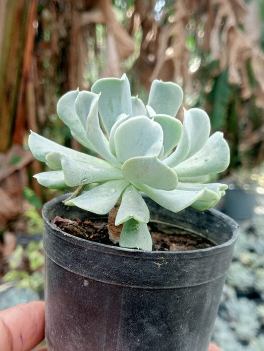 Frill crest (With Soil, Plant & Pot)