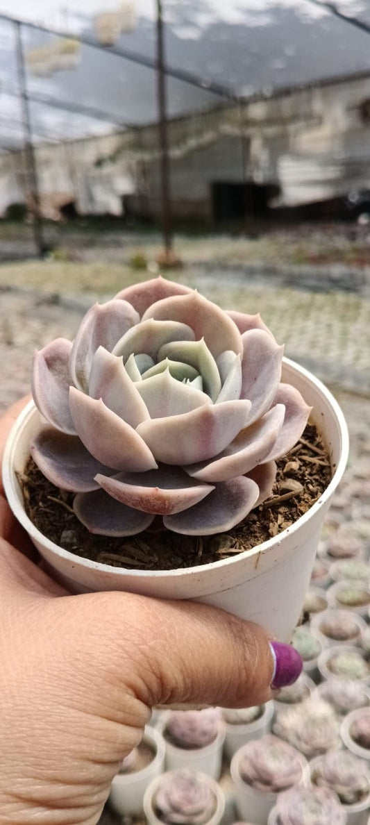 Echeveria Lola Red KP  (With Soil, Plant & Pot)