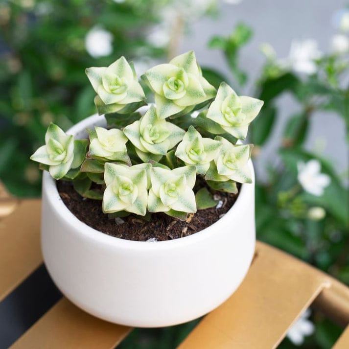 Variegated String of Buttons  (With Soil, Plant & Pot)