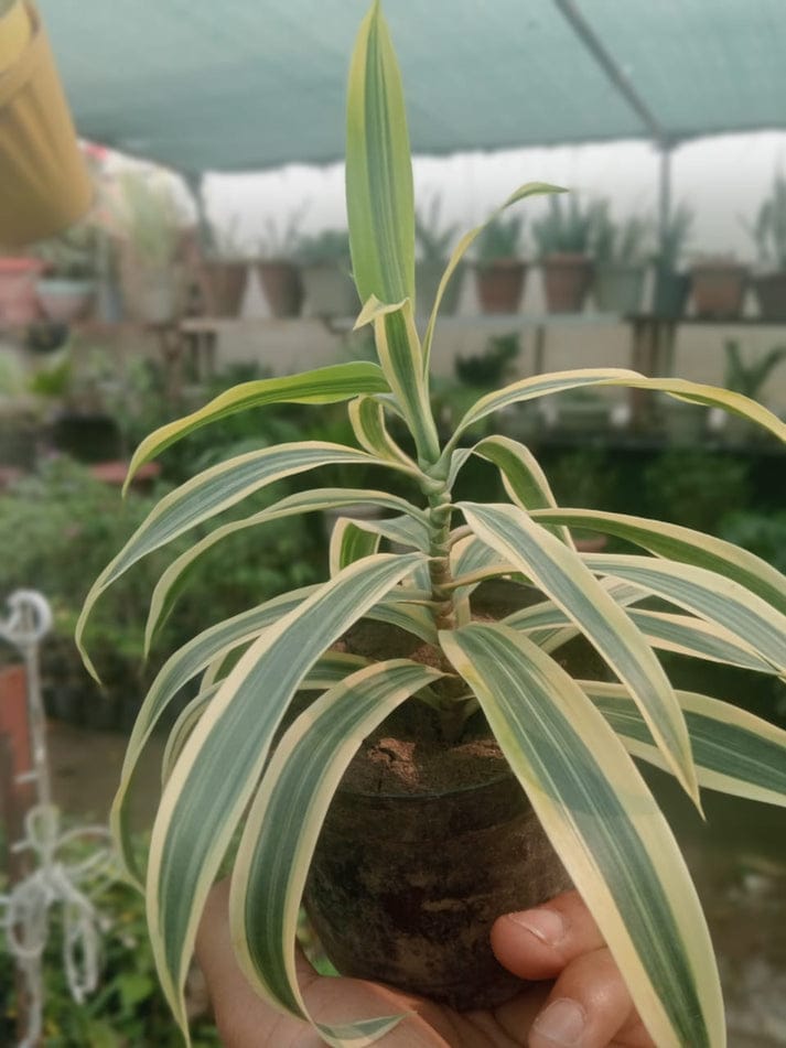 Dracaena Reflexa (With Soil, Plant & Pot)