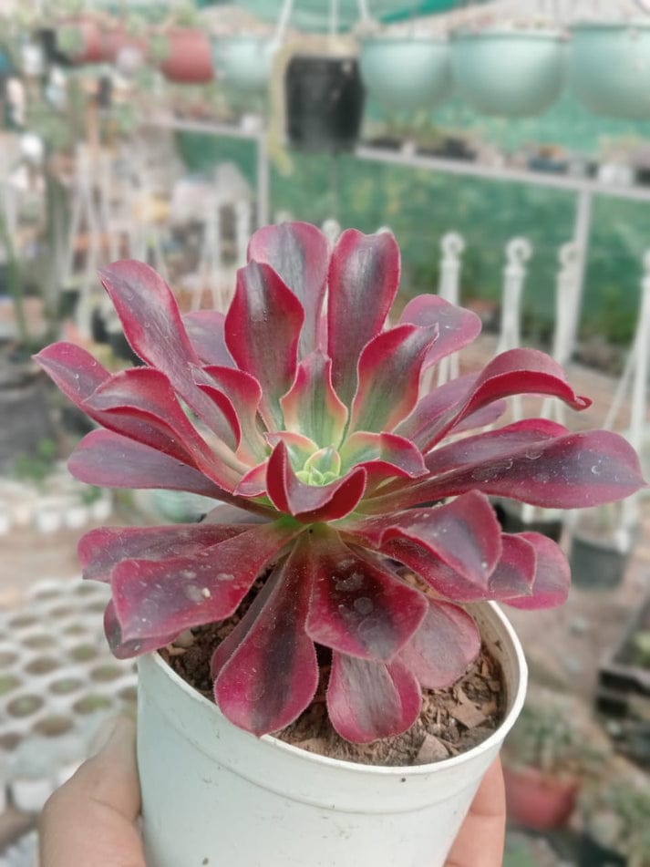 Aeonium Mona Lisa (With Soil, Plant & Pot)