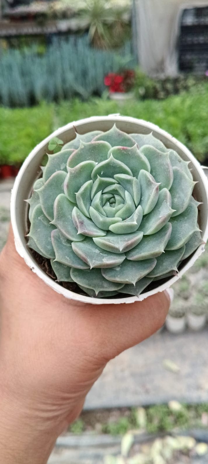 Echeveria Hyalina (With Soil, Plant & Pot)