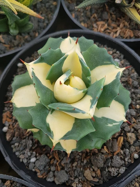 Variegated Agave Potatorum (With Soil, Plant & Pot)