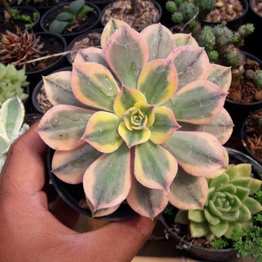Aeonium Sunburst (With Soil, Plant & Pot)