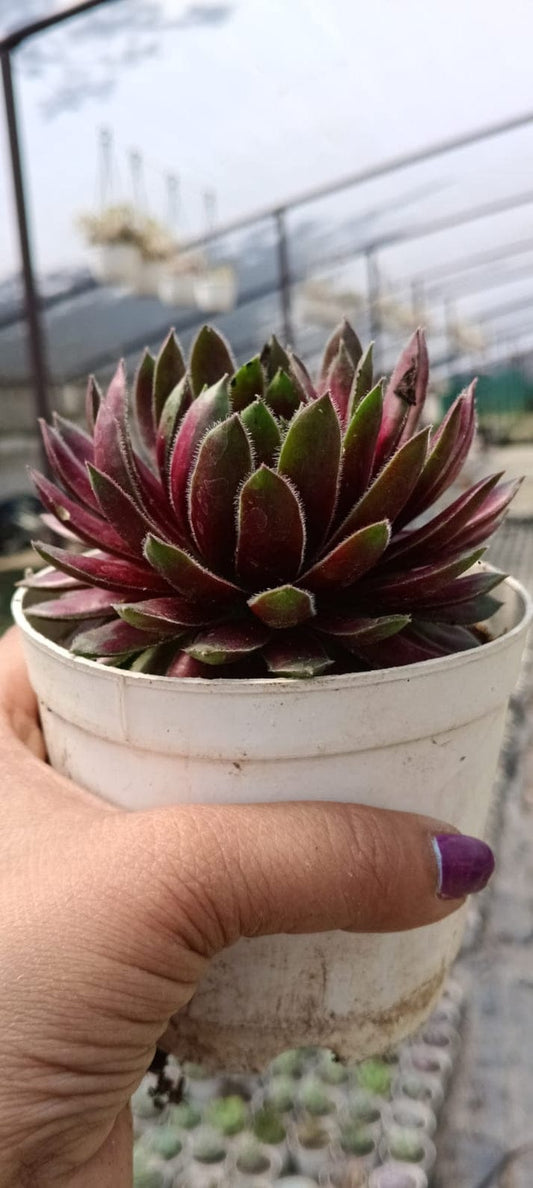 Red and Green Sempervivum (With Soil, Plant & Pot)