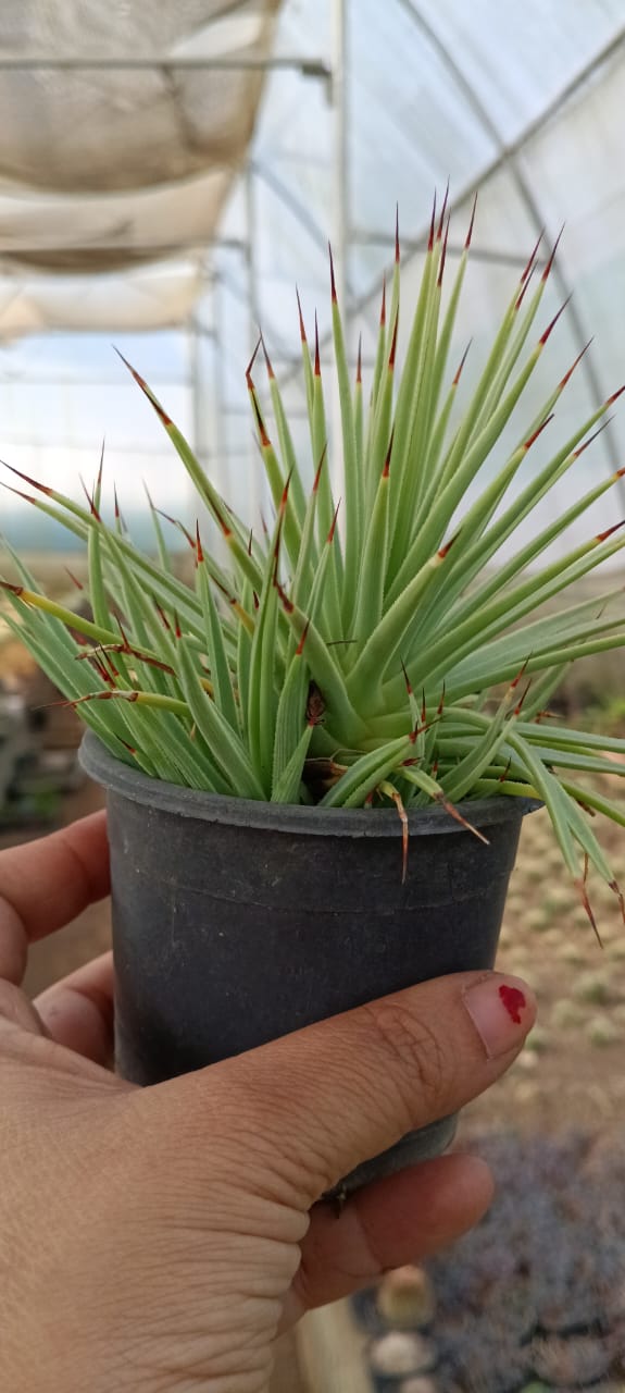 Agave Geminiflora (Bare Rooted)