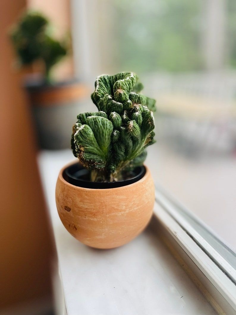 Crested Cactus (With Soil, Plant & Pot)
