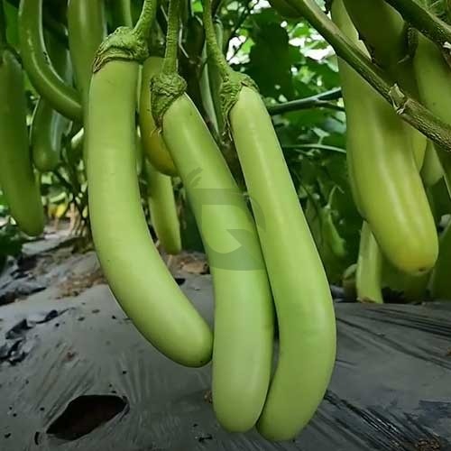 Brinjal Green (Hybrid Seeds)