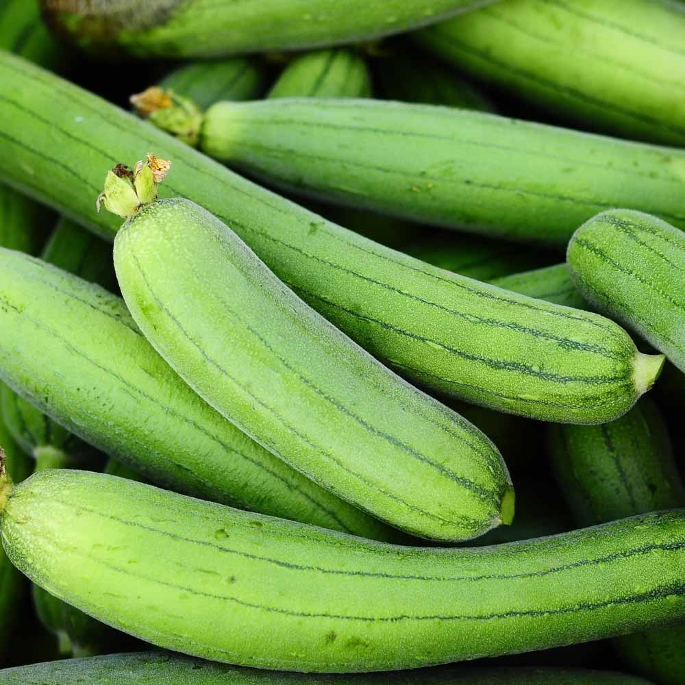 Sponge gourd (Hybrid Seeds)