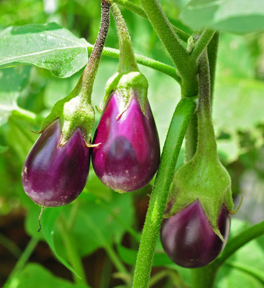 Brinjal (Hybrid Seeds)