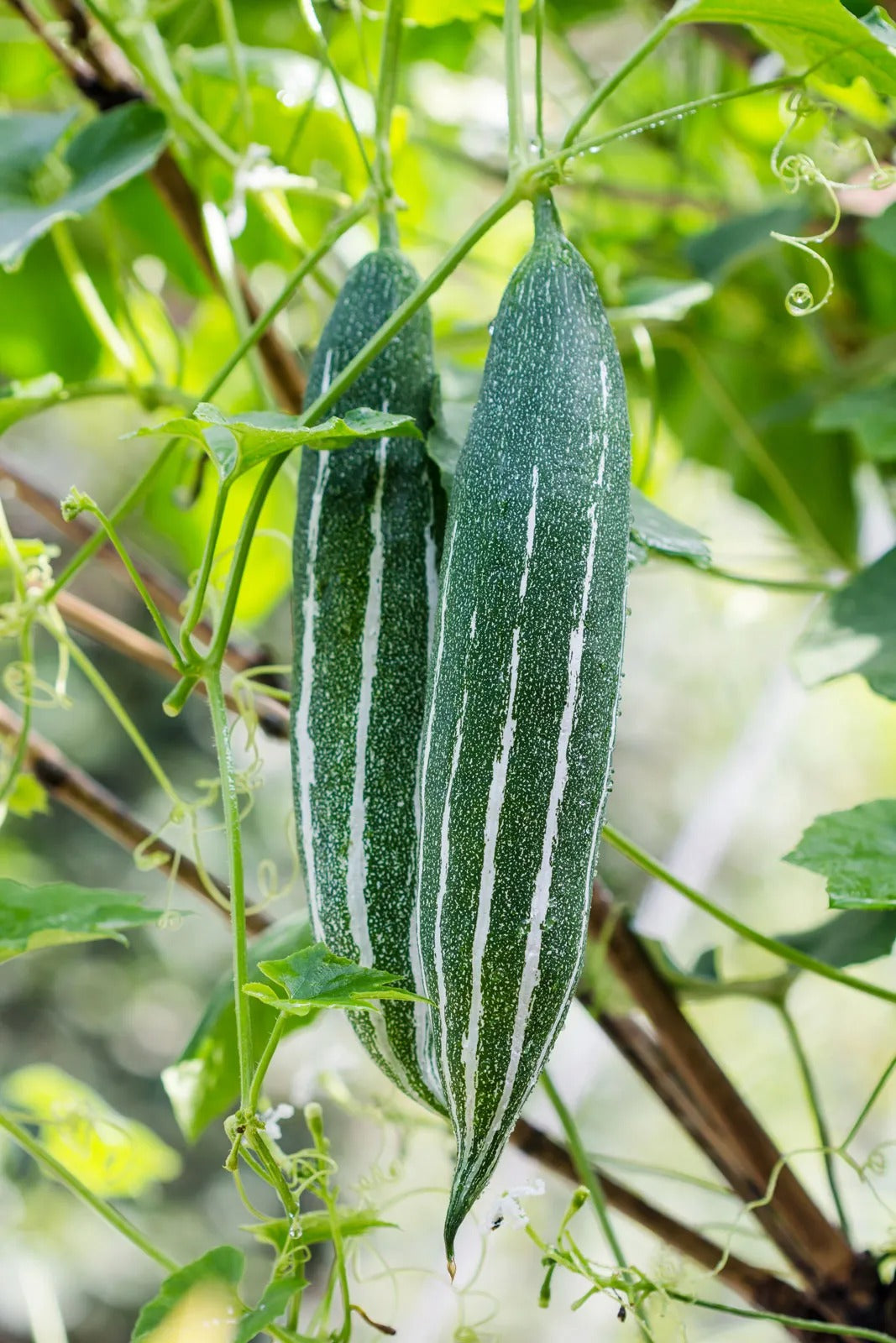 Snack gourd (Hybrid Seeds)