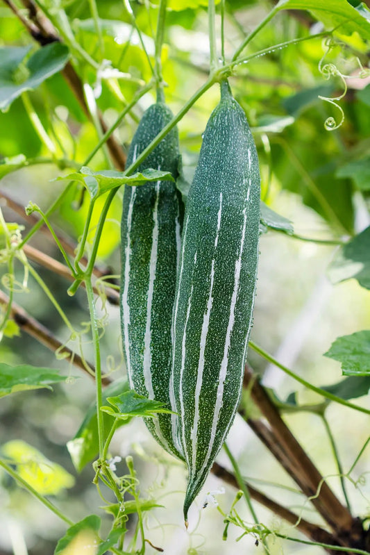 Snack gourd (Hybrid Seeds)