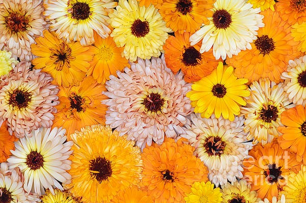 African Marigold (hybrid seeds)